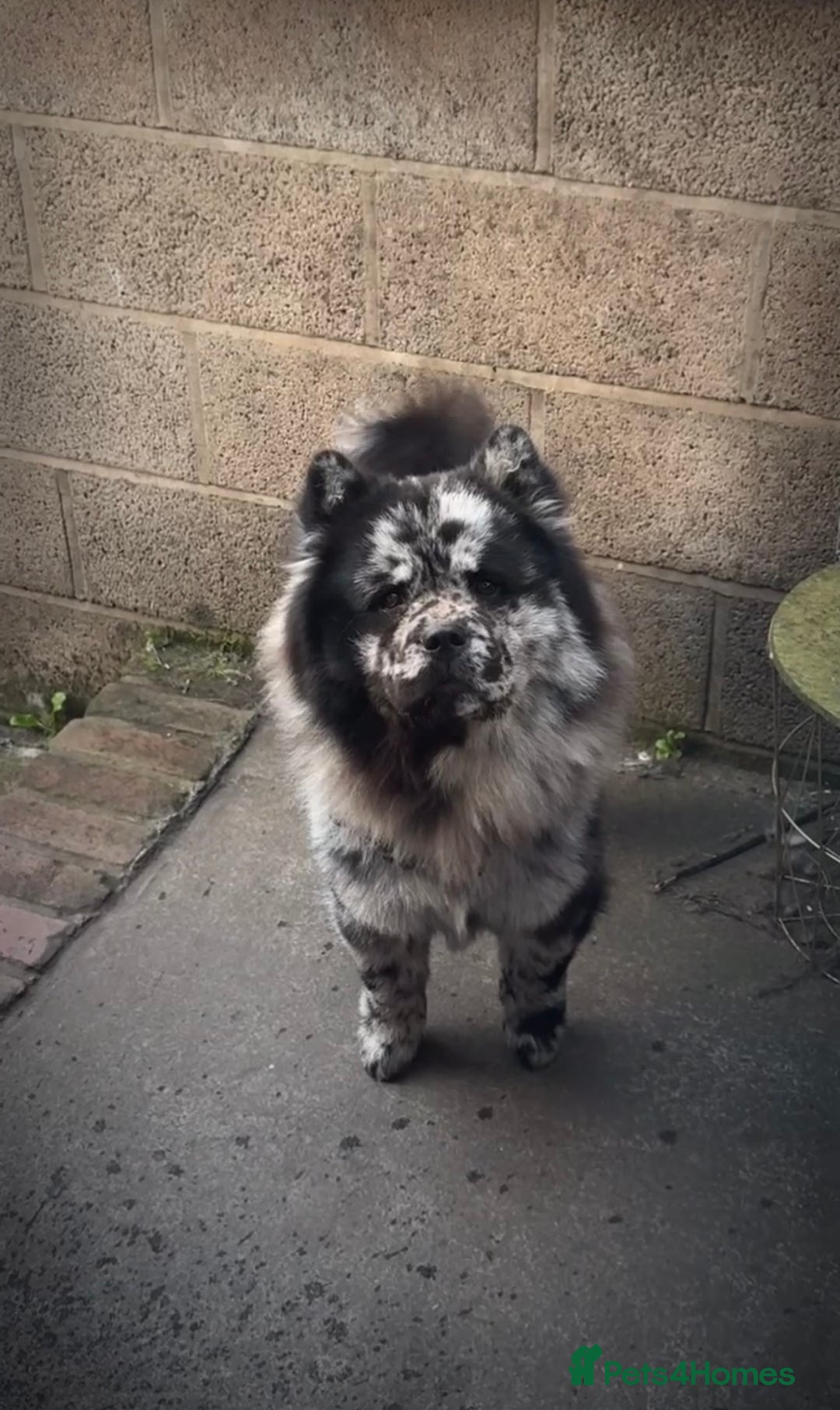 Chow Chow dogs for sale: Male Merle chow chow  - Image 2