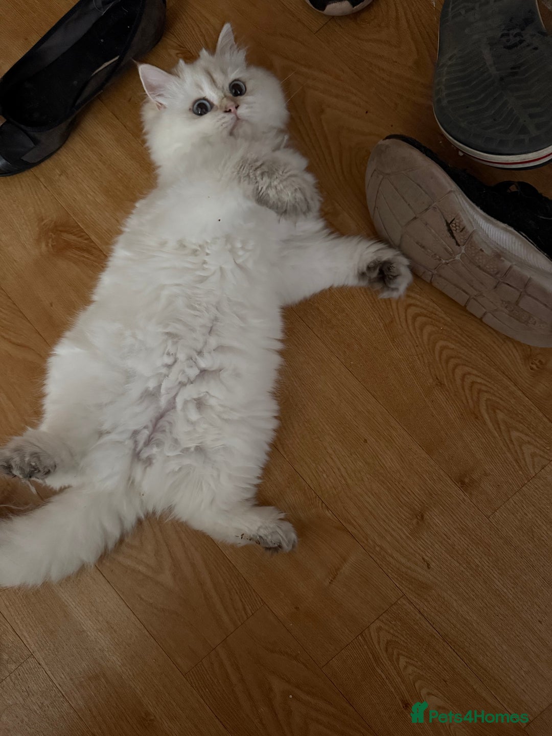 British Longhair cats for sale: British Longair and Shorthair Kittens for sale - Image 11