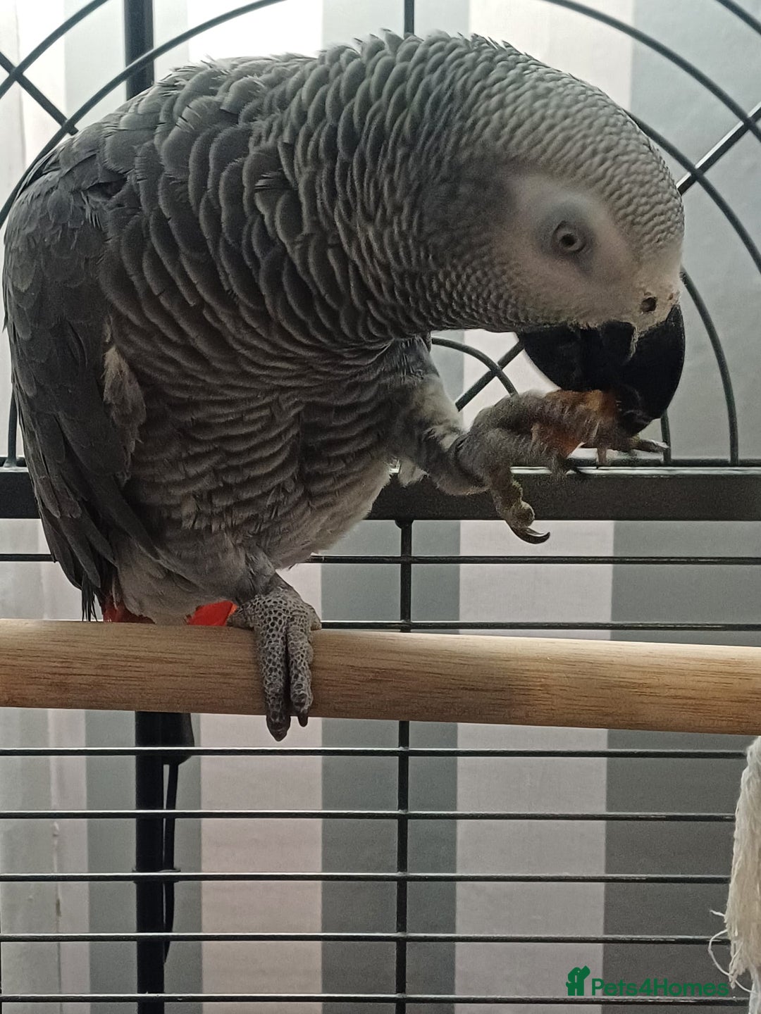 Parrots birds for sale: African Grey Parrot  - Advert 6