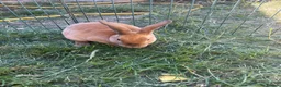 Rex rabbits for sale: Red mixed bunnies  - Advert 6
