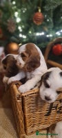 Cocker Spaniel dogs Show Type cocker spaniel puppies for sale - Advert 1