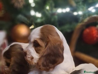 Cocker Spaniel dogs Show Type cocker spaniel puppies for sale - Advert 3