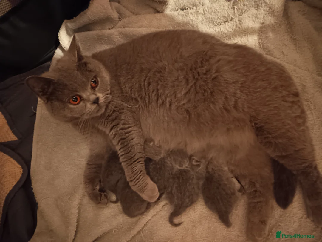 British Shorthair cats for sale: Gccf registered blue BSH kittens - Advert 3