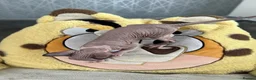 Sphynx cats for sale: Sphynx baby - Advert 5