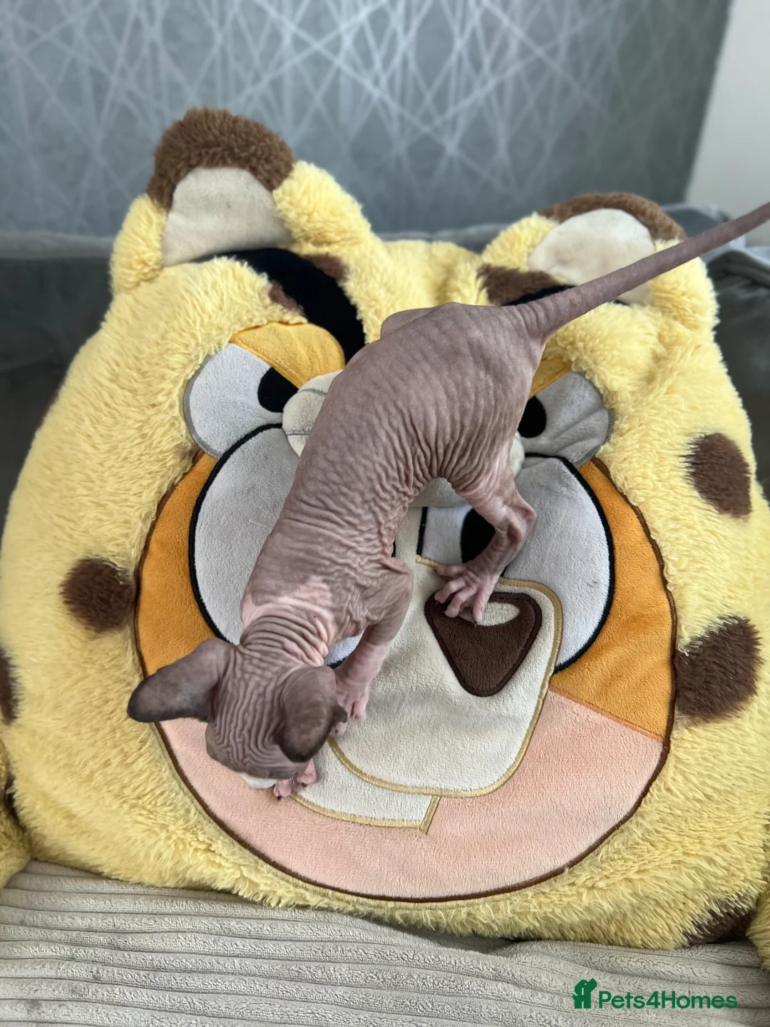 Sphynx cats for sale: Sphynx baby - Advert 5