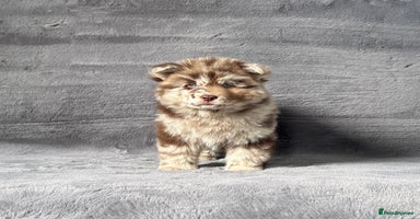 Chow Chow dogs - Advert 6