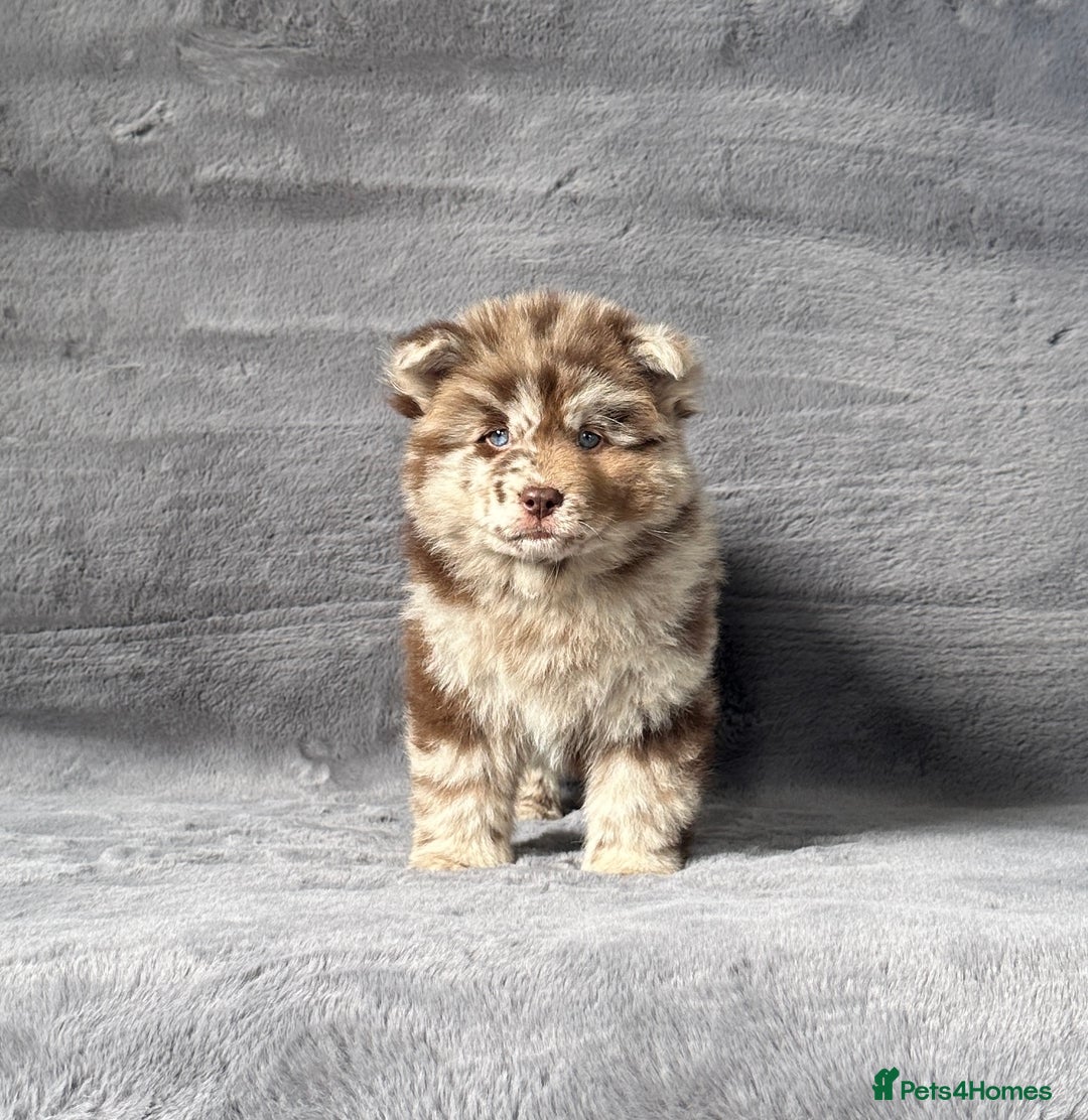 Chow Chow dogs for sale: Exotic colour chowsky puppies for sale  - Image 3