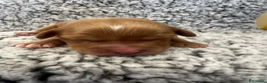Cavapoochon 5