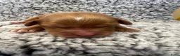 Cavapoochon dogs for sale: READY TO RESERVE  - Advert 8