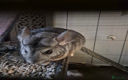 Chinchilla rodents for sale: Two female bonded chinchillas - Image 7
