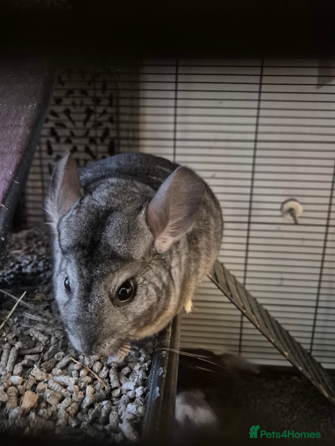 Chinchilla rodents for sale: Two female bonded chinchillas - Image 7