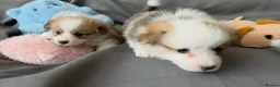 Welsh Corgi Pembroke dogs for sale: Corgi Puppies for Loving Homes – 1 Male, 1 Females - Advert 10