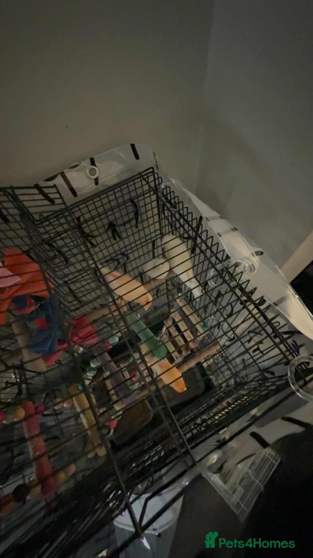 Canaries birds for sale: 10 canary birds for sale  - Advert 1