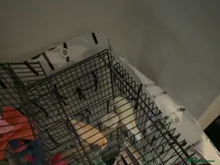 Canaries birds 10 canary birds for sale - Advert 22