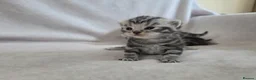 British Shorthair cats for sale: Original BSH Silver Tabby kittens  - Advert 3