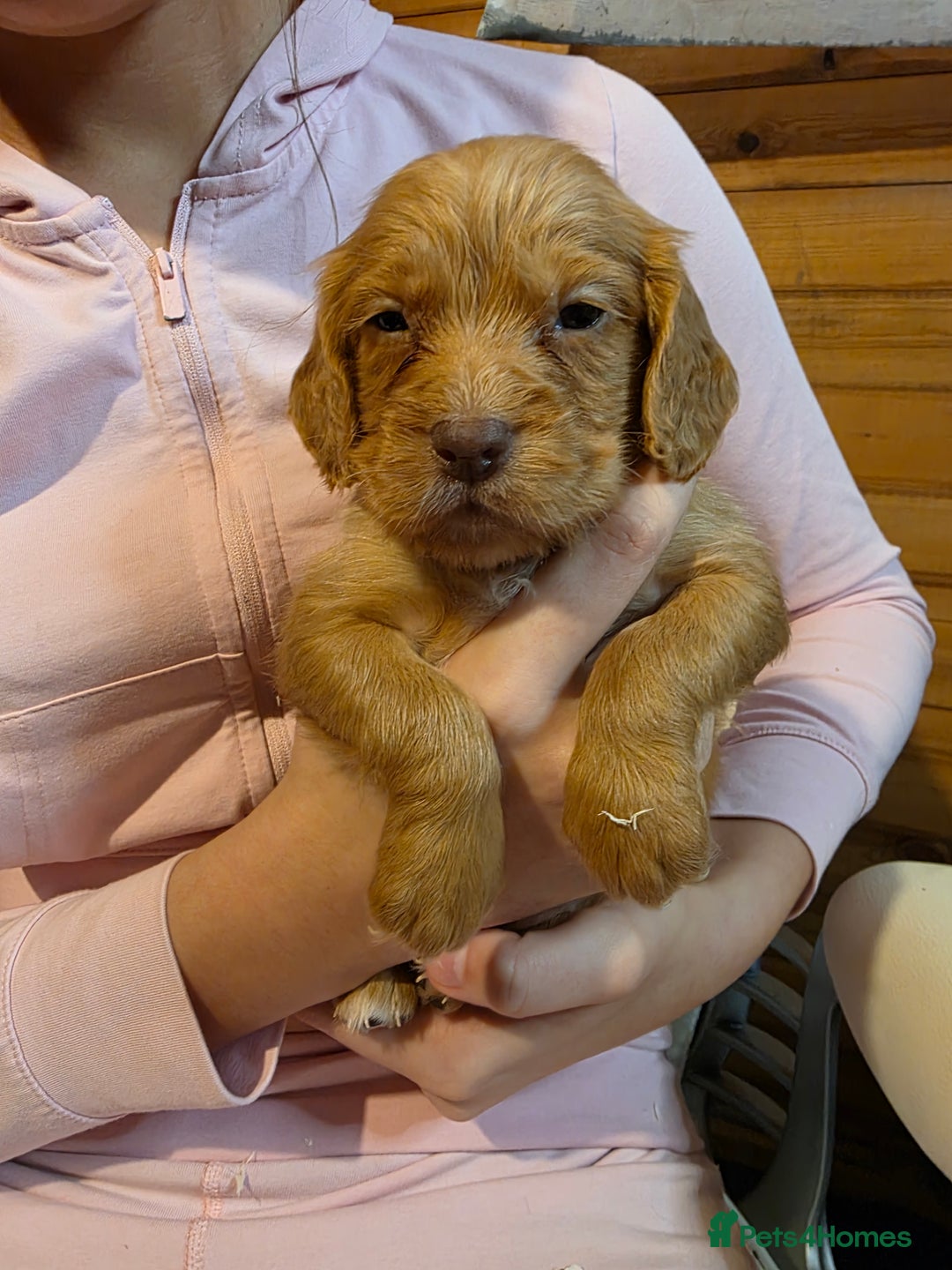 Cocker Spaniel dogs for sale: Beautiful Working KC Reg Cocker Spaniels Puppies - Advert 24