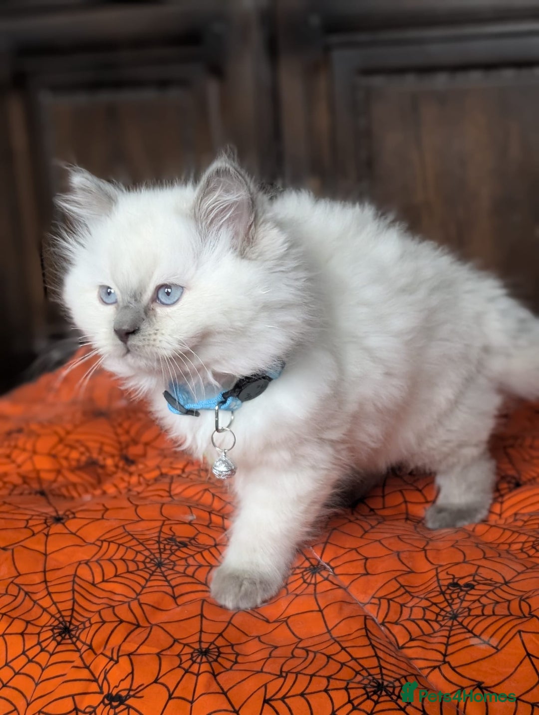 Ragdoll cats for sale: **Stunning litter of 4 ragdoll kittens** - Advert 14
