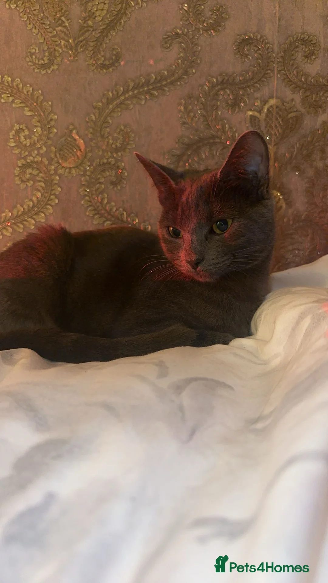 Mixed Breed cats for sale: Beautiful tuxedo kitten  - Advert 4