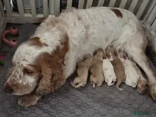 Cockapoo dogs Toffees 3 little beauties 🧡 - Advert 1