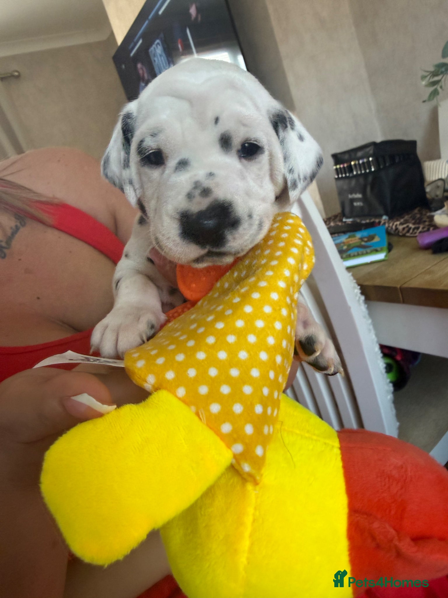 Dalmatian dogs Purebred Dalmatian puppies for sale  - Advert 14