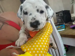 Dalmatian dogs Purebred Dalmatian puppies for sale - Advert 14