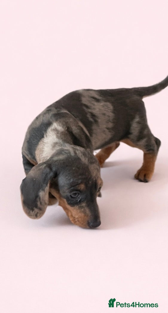Dachshund dogs Dachshund puppies for sale - Advert 7