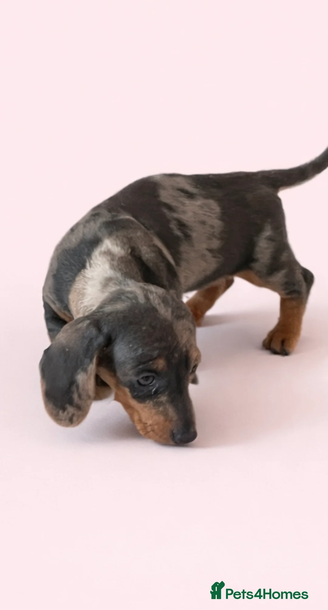 Dachshund dogs for sale: Dachshund puppies for sale - Advert 1