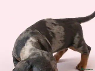 Dachshund dogs Dachshund puppies for sale - Advert 13