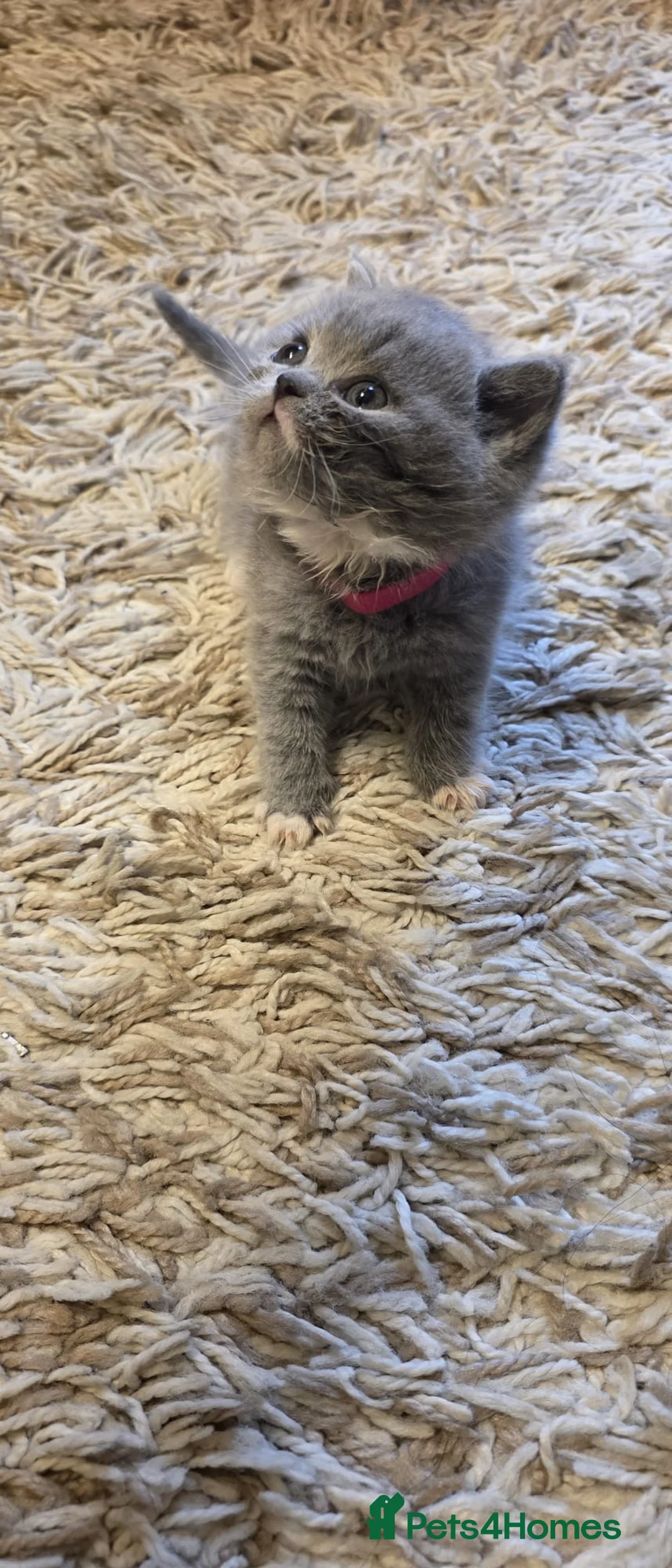 British Shorthair cats for sale: Sweet and lovely British shorthair kittens - Advert 7