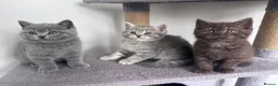 Scottish Fold cats for sale: British shorthair and Scottish straight mix  - Advert 5
