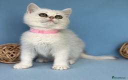 British Shorthair cats for sale: Stunning British shorthair kittens AN 12 GCCF  - Image 19