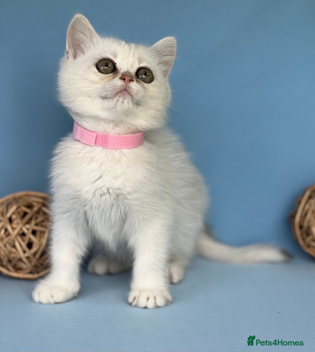 British Shorthair cats for sale: Stunning British shorthair kittens AN 12 GCCF  - Image 19