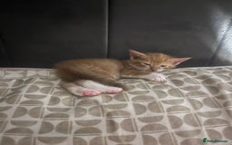 British Shorthair cats for sale: Two female kittens left  - Image 1