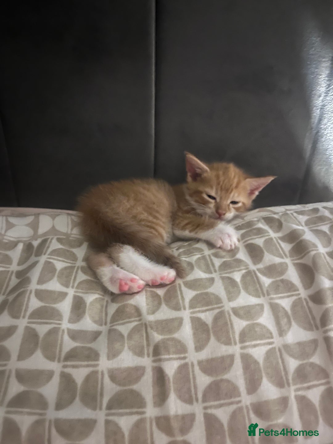 British Shorthair cats for sale: Two female kittens left  - Image 1