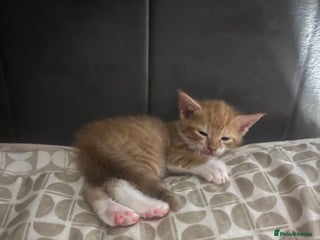 British Shorthair cats - Advert 10