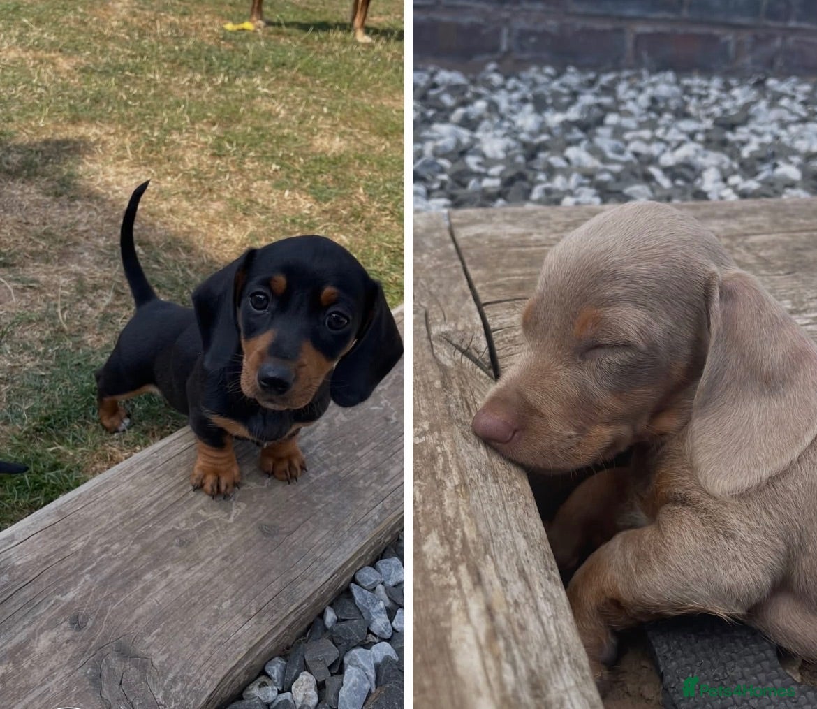 Dachshund dogs Miniature Dachshund Puppies - Stunning Litter - Advert 1