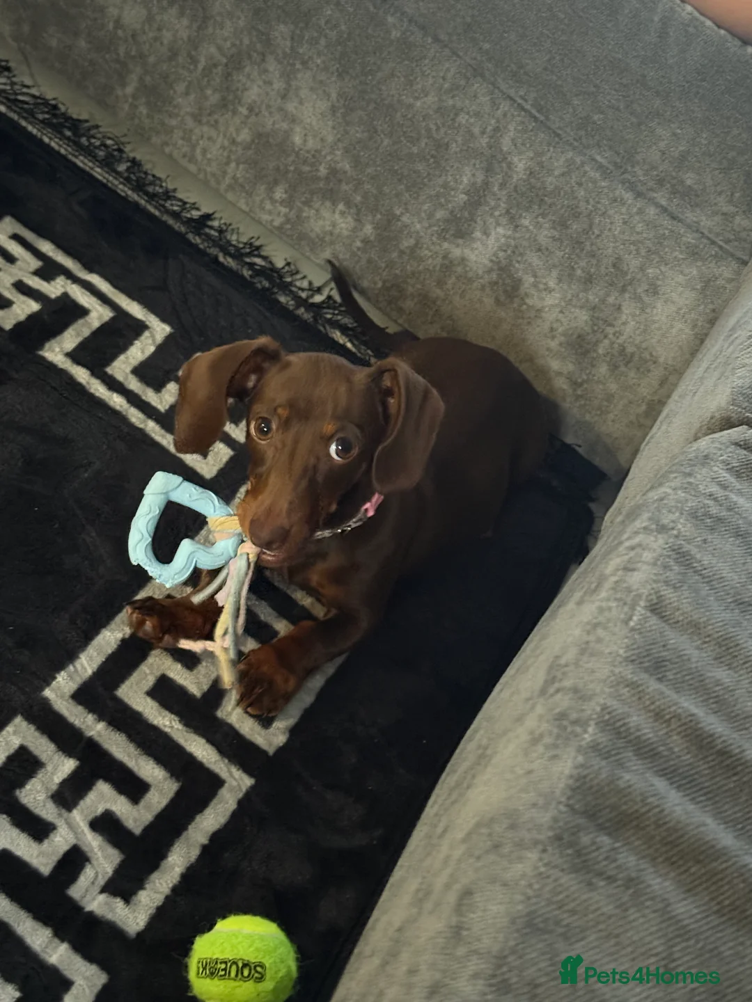 Miniature Dachshund dogs for sale: Miniature dachshund - Advert 2