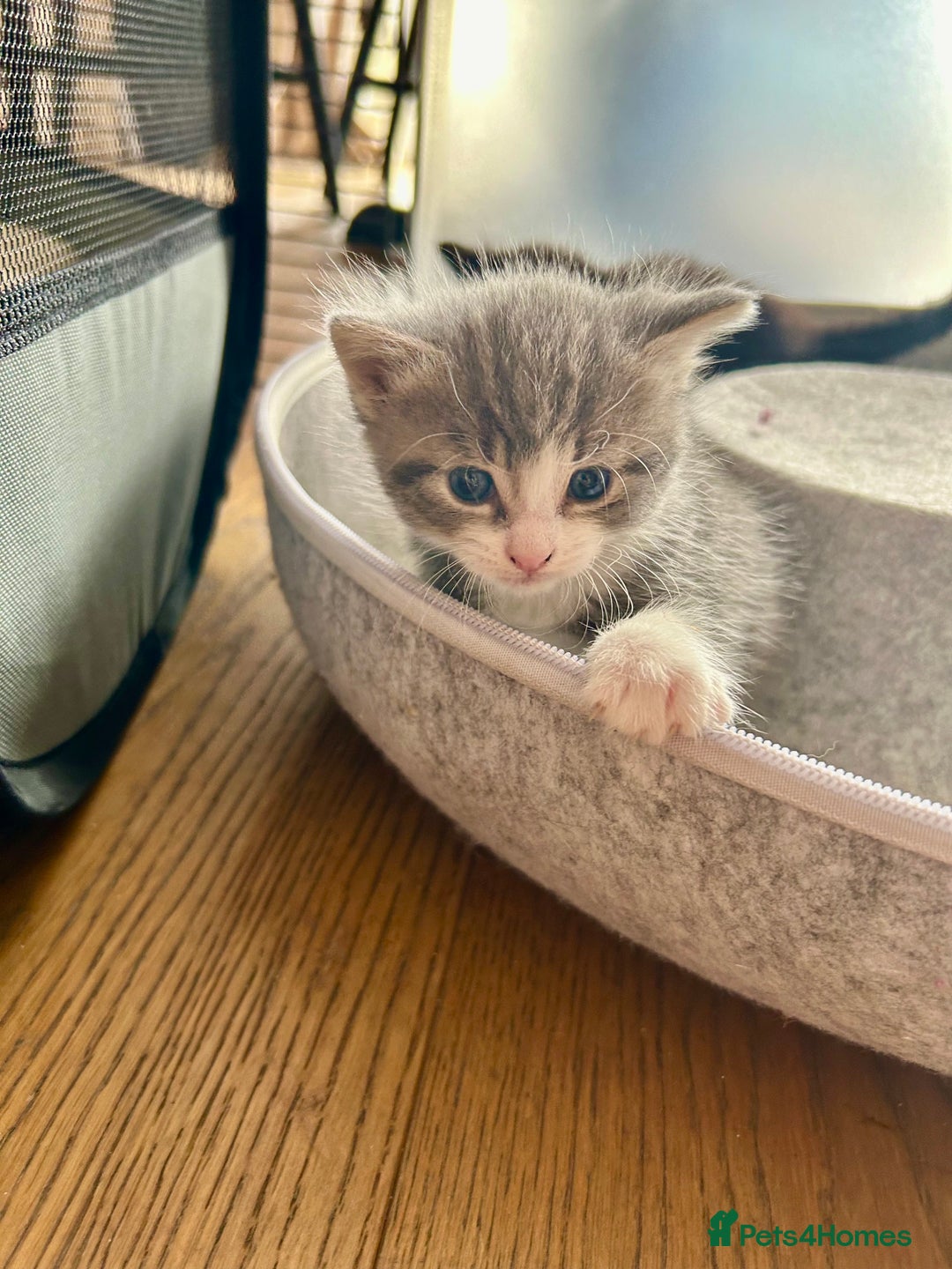 Maine Coon cats for sale: Maine coon cross kittens  - Image 23