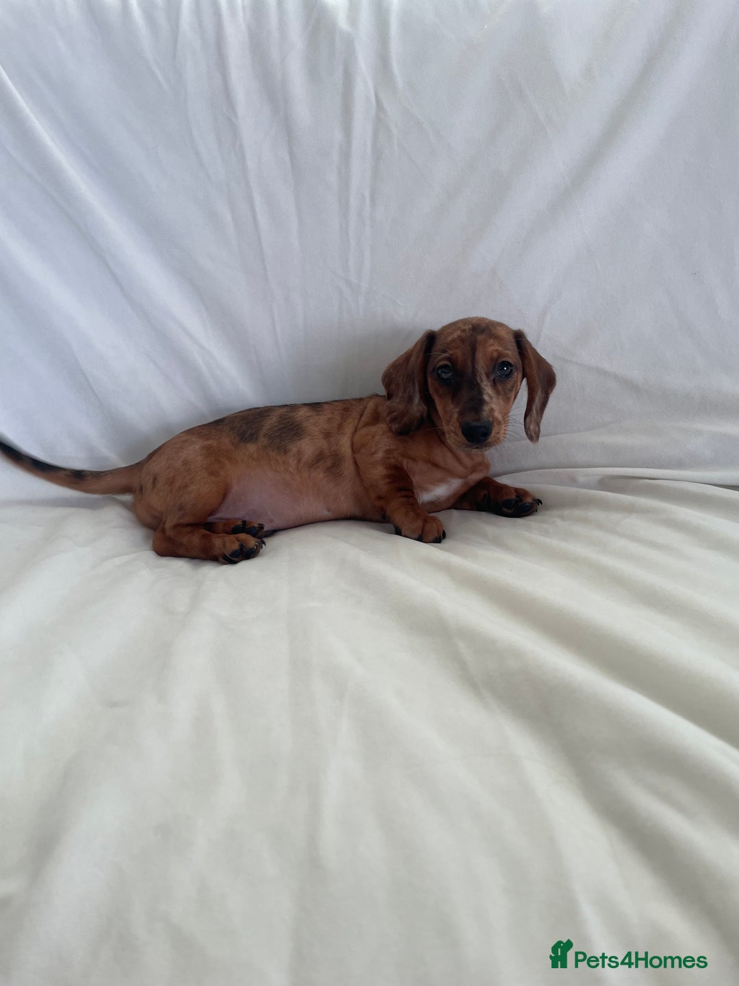 Miniature Dachshund dogs for sale: 🌈😍1 outstanding boy Dachund ready now 😍🌈 - Image 12