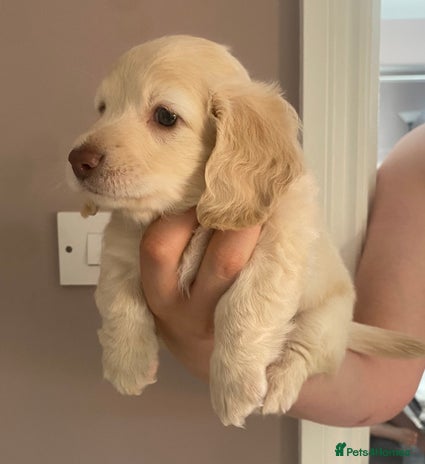 Dachshund dogs - Advert 10