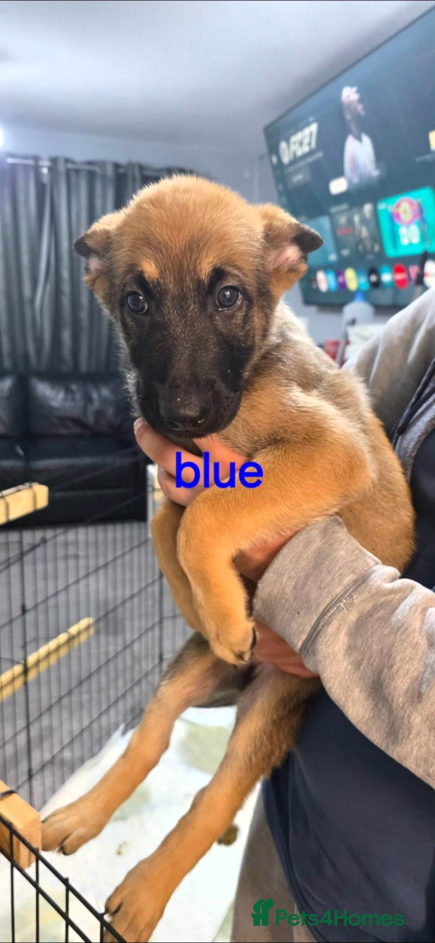 Belgian Shepherd Dog dogs Pups  - Advert 2