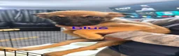 Belgian Shepherd Dog dogs for sale: Pups  - Advert 1
