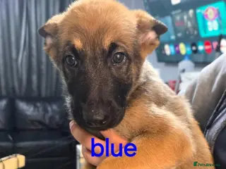 Belgian Shepherd Dog dogs Pups - Advert 2