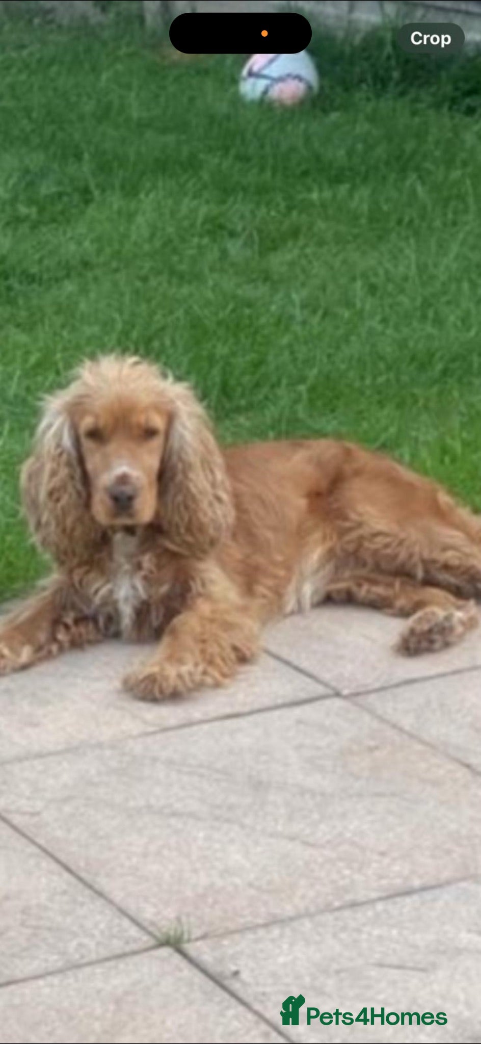 Cocker Spaniel dogs Show type cocker spaniel Lily - Advert 1