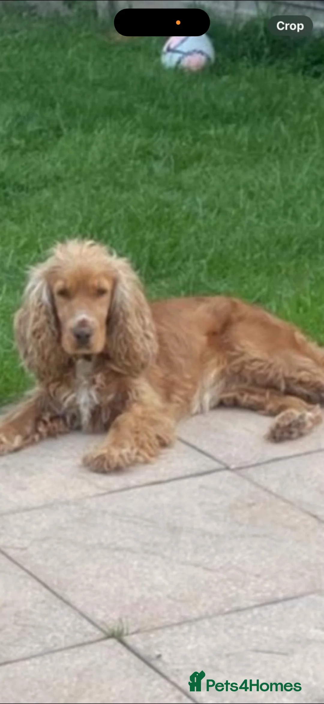 Cocker Spaniel dogs for sale: Show type cocker spaniel Lily in Chelmsford - Advert 1