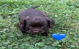 Cocker Spaniel dogs for sale: GORGEOUS WORKING COCKER PUPS - Image 17