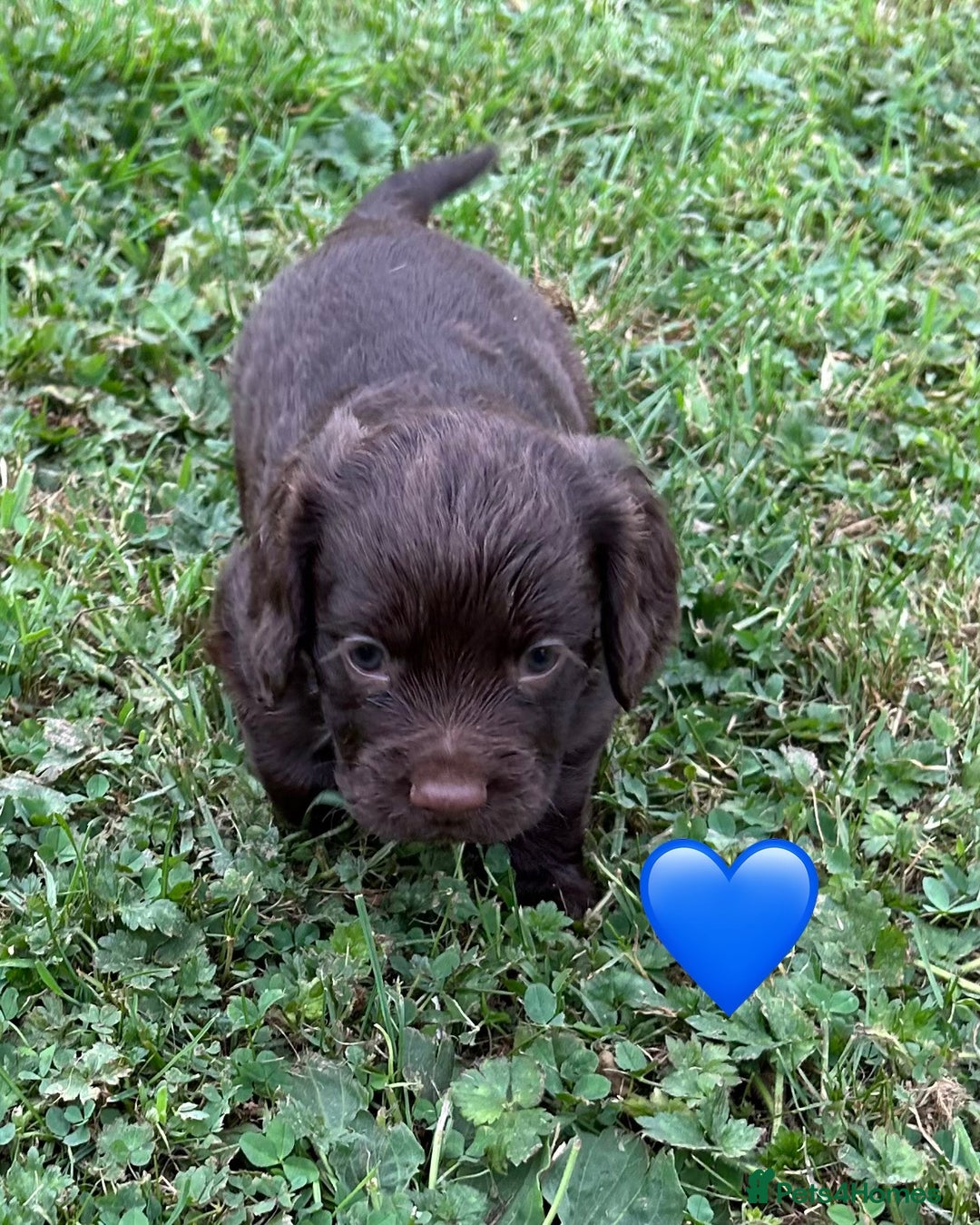 Cocker Spaniel dogs for sale: GORGEOUS WORKING COCKER PUPS - Image 17