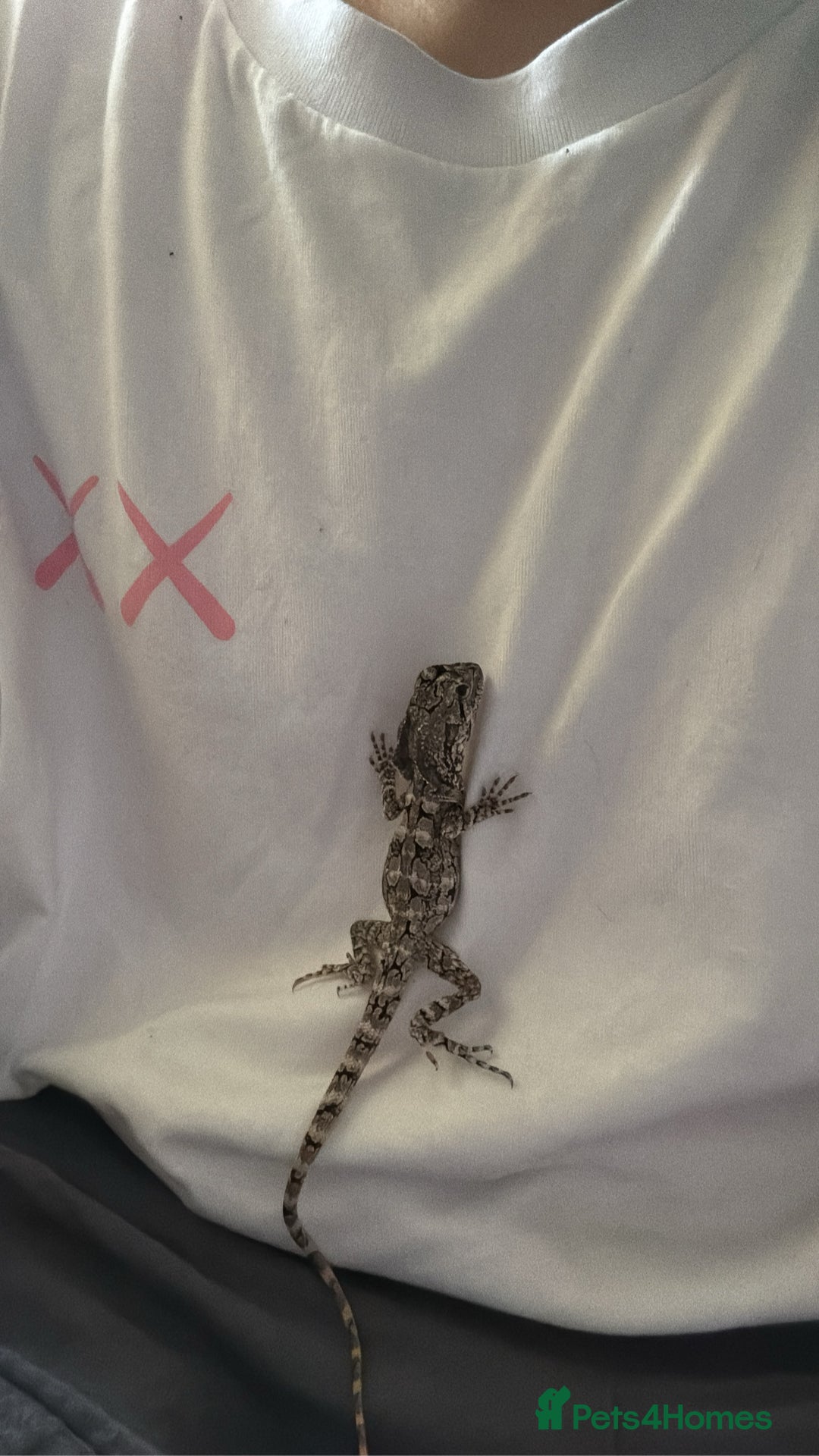 Bearded Dragon reptiles for sale: Frilled dragon  - Advert 2