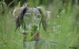Saluki dogs for sale: ✨Breeding Announcement ✨ - Image 5
