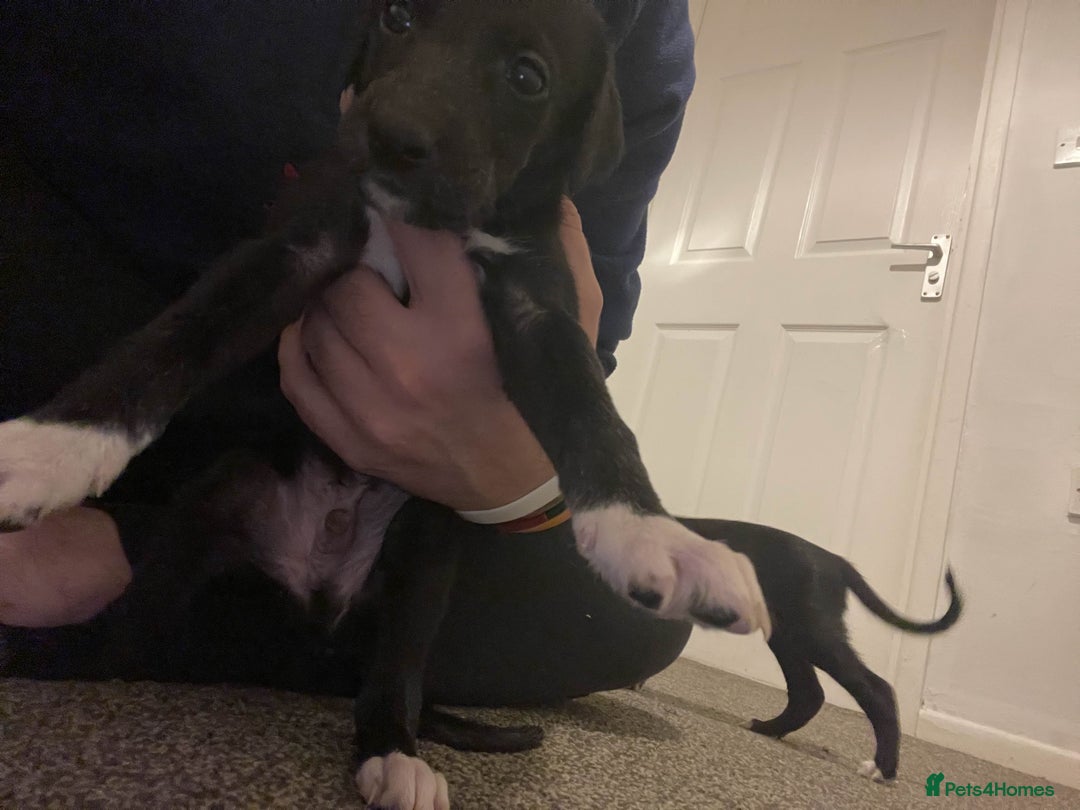 Greyhound dogs for sale: Greyhound Puppy - Image 5